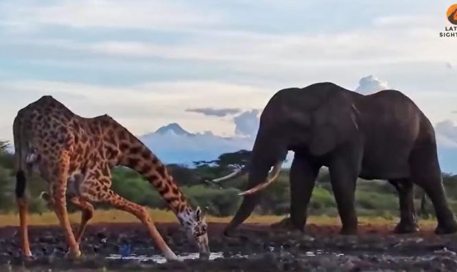 Ảnh cắt từ clip.