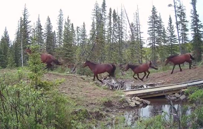 Ảnh cắt từ clip.