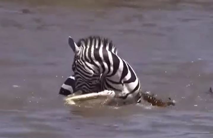 Ảnh cắt từ clip.