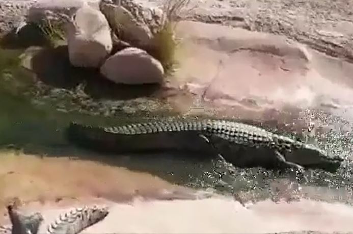 Ảnh cắt từ clip.