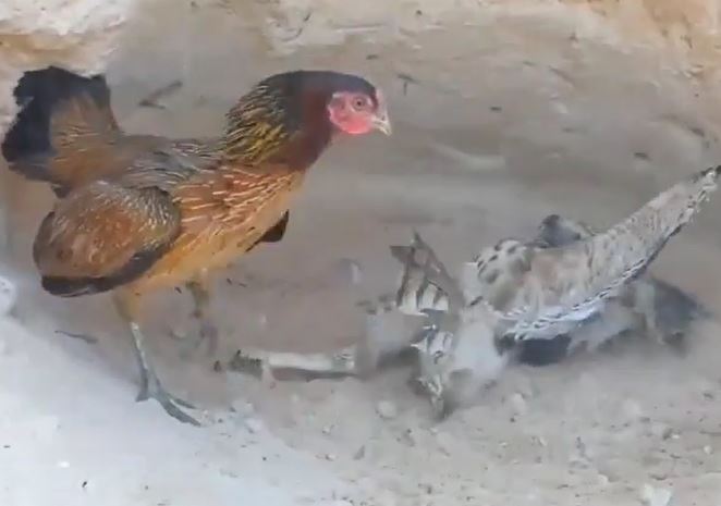 Ảnh cắt từ clip.