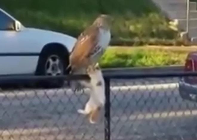 Ảnh cắt từ clip.