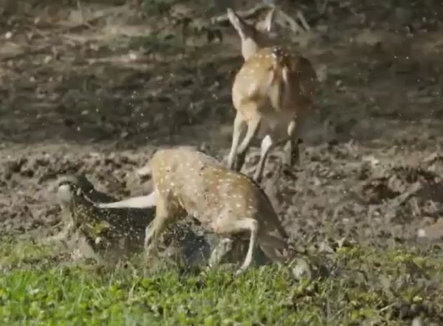 Ảnh cắt từ clip.