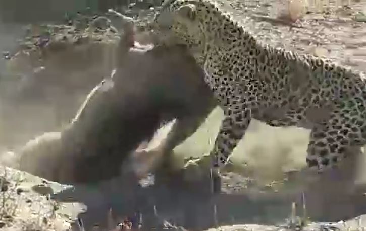 Ảnh cắt từ clip.