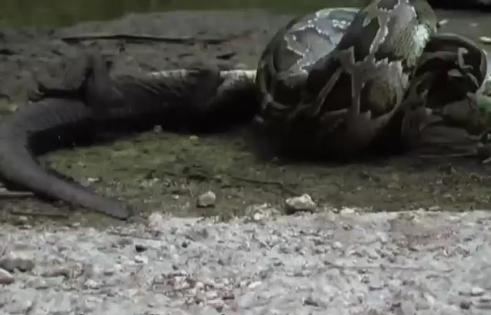 Ảnh cắt từ clip.