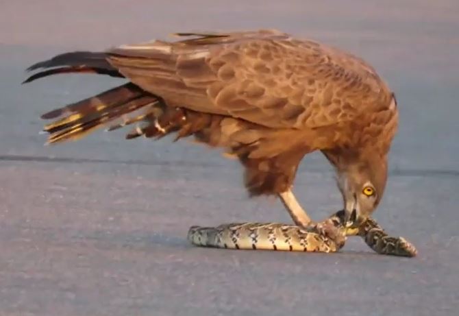 Ảnh cắt từ clip.