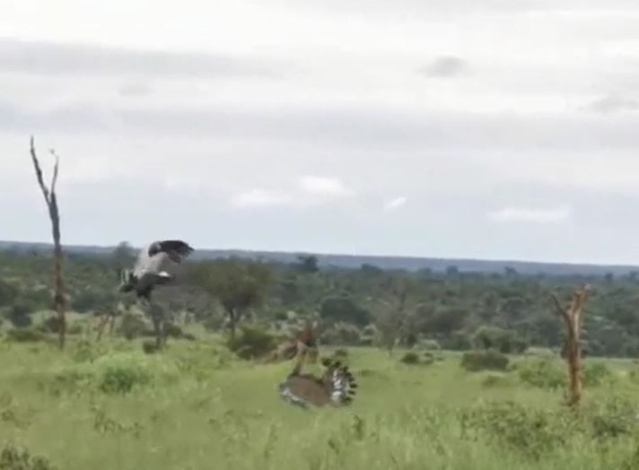 Ảnh cắt từ clip.