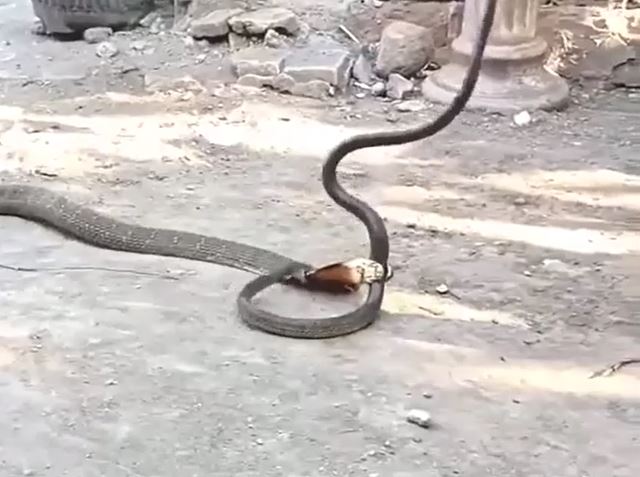 Ảnh cắt từ clip.