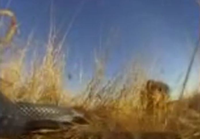 Ảnh cắt từ clip.