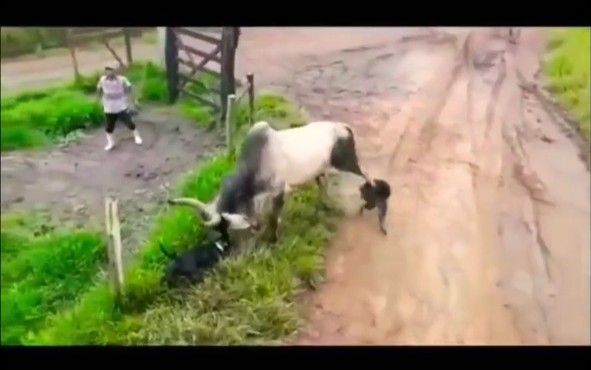 Ảnh cắt từ clip.