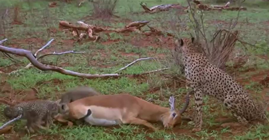 Ảnh cắt từ clip.