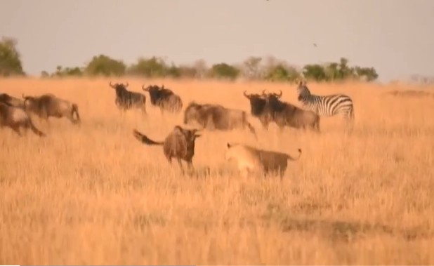 Ảnh cắt từ clip.