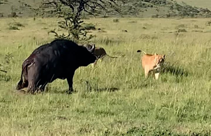 Sư tử tấn công trâu rừng bị gãy chân.