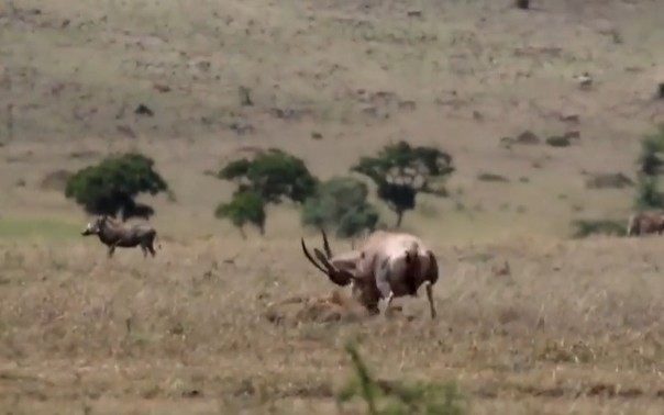 Ảnh cắt từ clip.