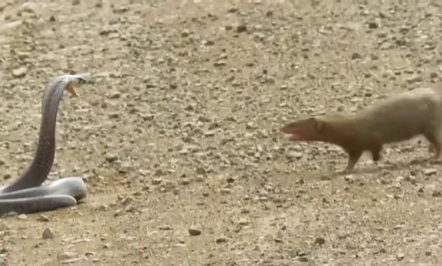 Ảnh cắt từ clip.