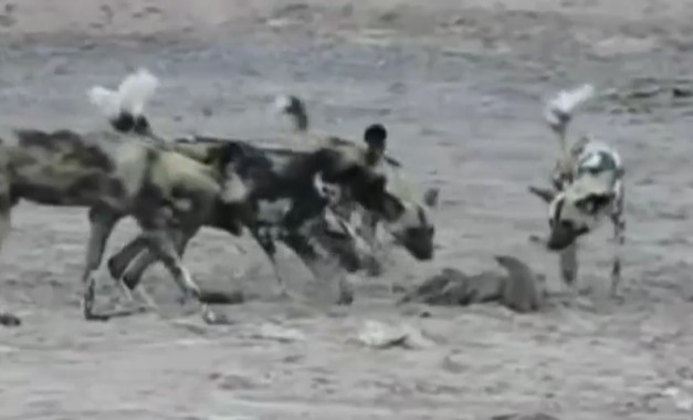 Ảnh cắt từ clip.