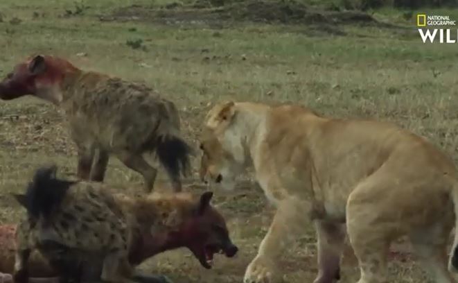 Ảnh cắt từ clip.