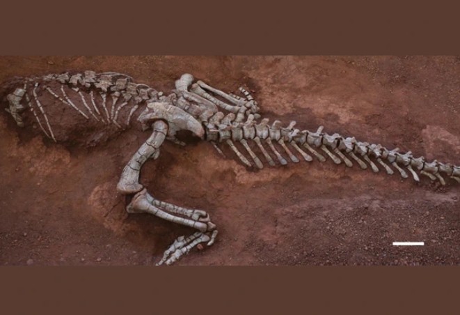 Quái vật Xingxiulong yueorum - Ảnh: HISTORICAL BIOLOGY