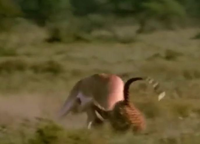 Ảnh cắt từ clip.