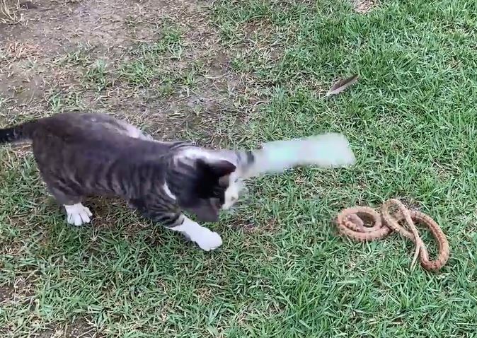 Ảnh cắt từ clip