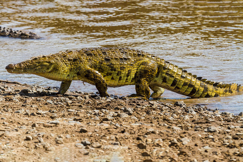 Cá sấu sông Nile.