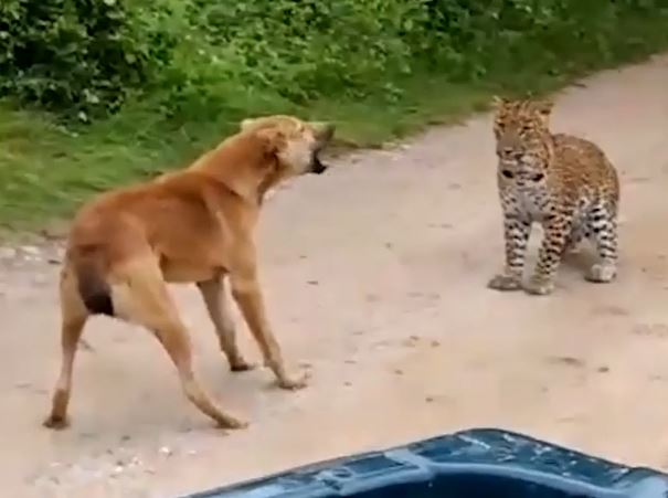 Ảnh cắt từ clip.