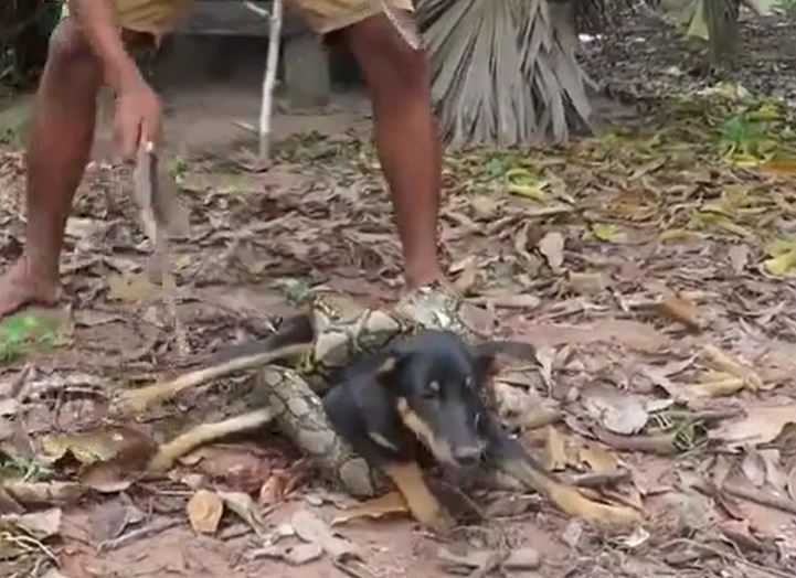 Ảnh cắt từ clip.