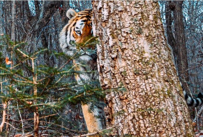 Một con hổ Siberia quý hiếm đã giết chết một nhân viên kiểm lâm ở vùng Primorye.