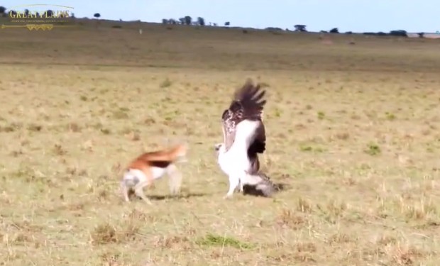 Ảnh cắt từ clip.