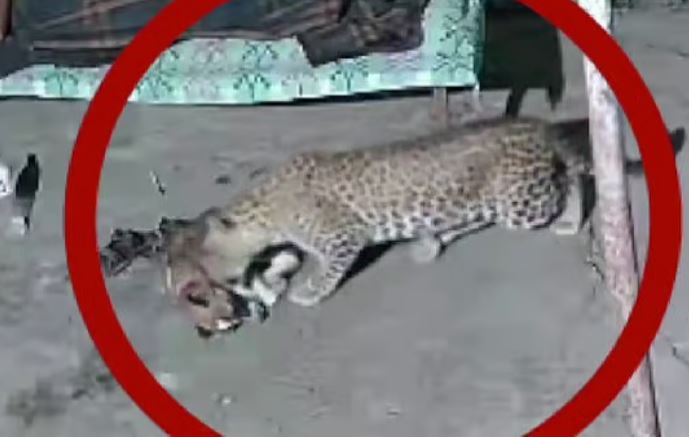 Báo hoang lẻn vào nhà bắt chó cưng.