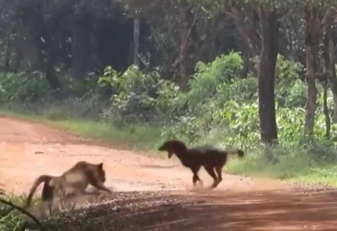 Ảnh cắt từ clip.