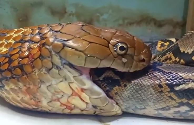 Ảnh cắt từ clip.