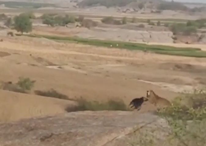 Ảnh cắt từ clip.