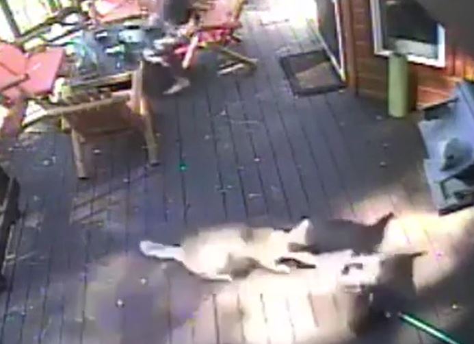 Ảnh cắt từ clip.