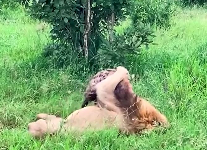 Ảnh cắt từ clip.