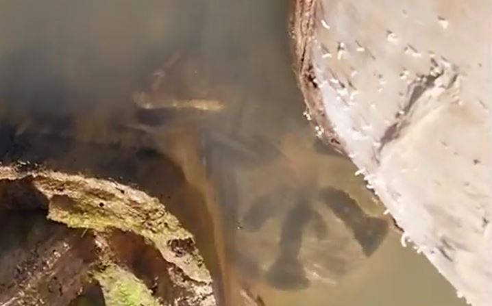 Ảnh cắt từ clip.