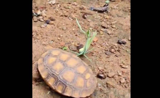 Ảnh cắt từ clip.