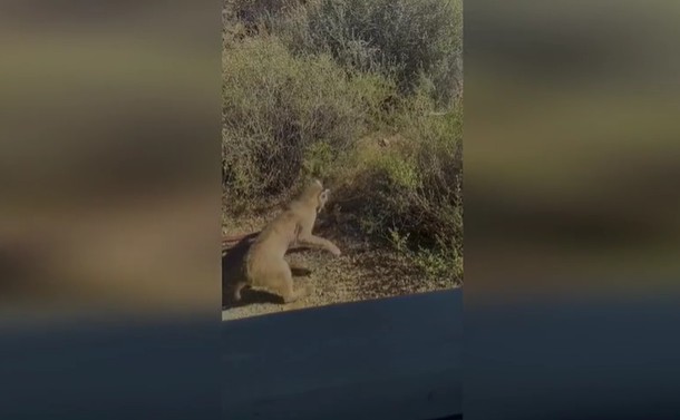 Ảnh cắt từ clip.