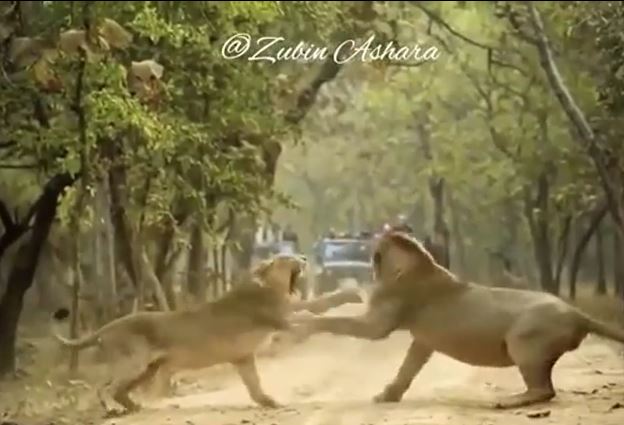 Ảnh cắt từ clip.