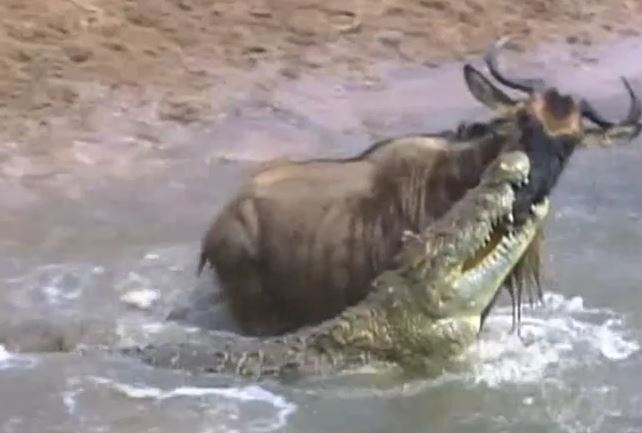 Ảnh cắt từ clip.