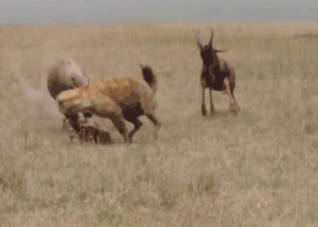 Ảnh cắt từ clip.