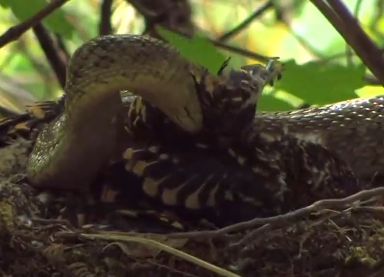 Ảnh cắt từ clip.