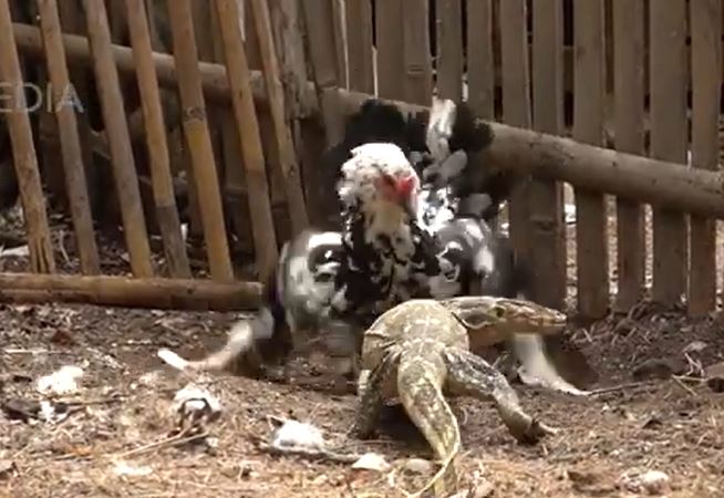 Ảnh cắt từ clip.