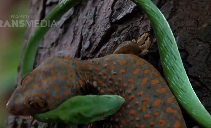 Ảnh cắt từ clip.