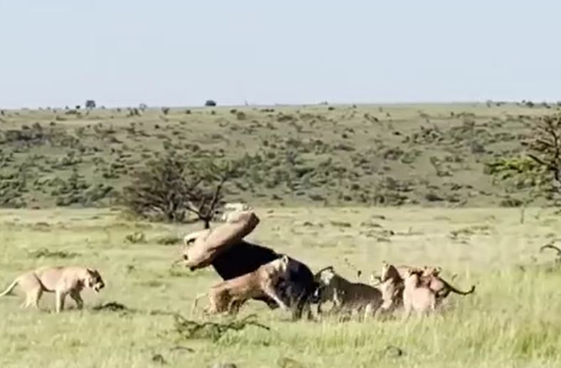 Ảnh cắt từ clip.