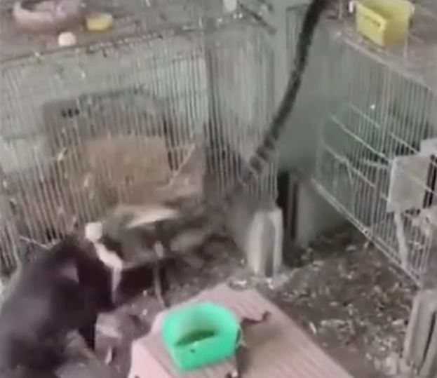 Ảnh cắt từ clip.