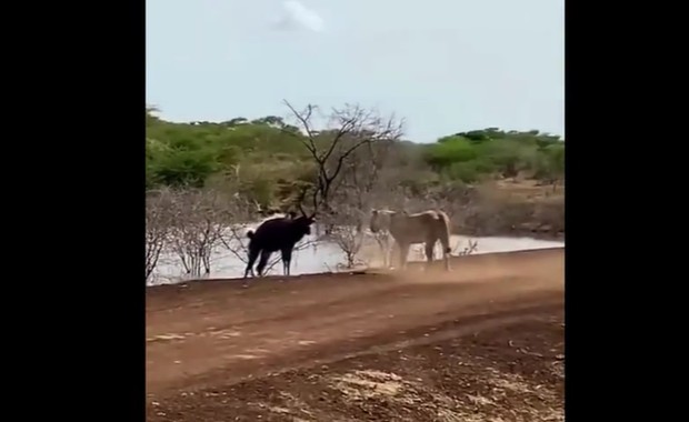 Ảnh cắt từ clip.