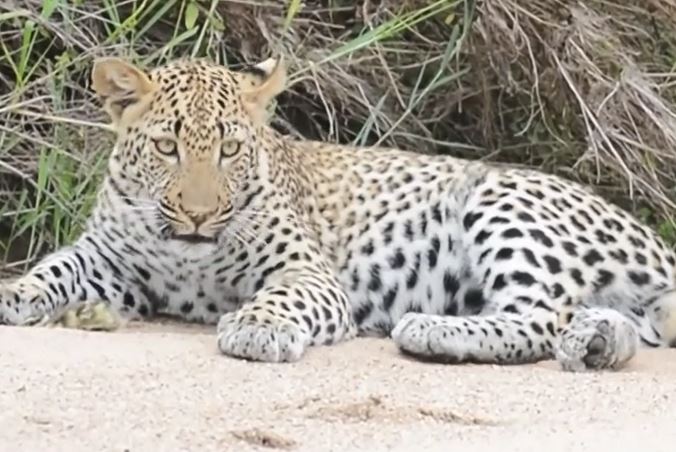 Ảnh cắt từ clip.