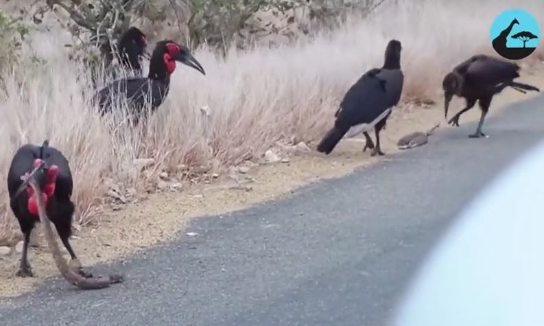 Ảnh cắt từ clip.