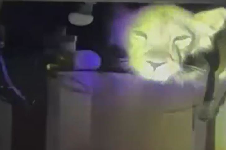 Ảnh cắt từ clip.